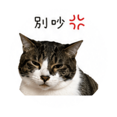 寶貝喵與弟弟喵