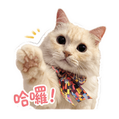 Lily Cream Cat