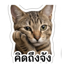 Bui_20260428124228