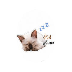 Choyucat