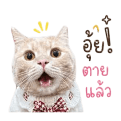 Jaosuemeowsom V.1