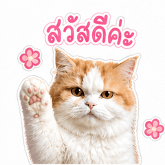 Daysy cat
