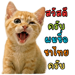 Cha Thai the orange cat