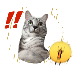 Luckythaicat