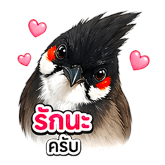 Sweetie Bulbul Bird : Everyday.