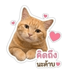 Wan's cat by T.Tik