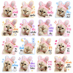Kao Tok Cat
