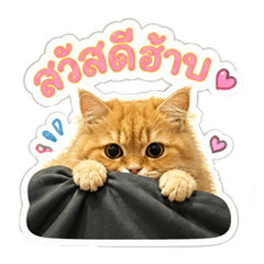 Blossom meaow