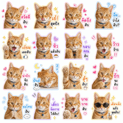 KaiTun Catty
