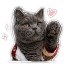 賀賀meow
