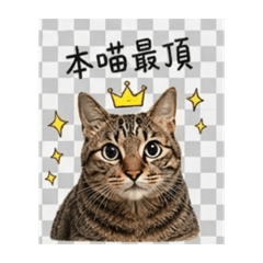 虎哥日常543