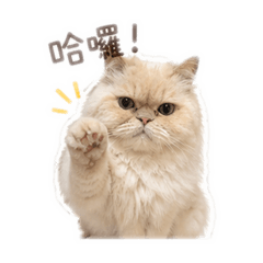 貓貓狗狗  我