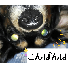 Happywanwan2