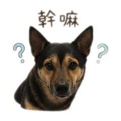 我最可愛又乖乖
