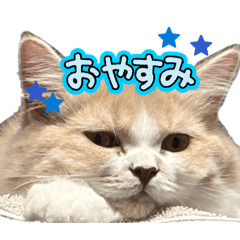 miya._20260503194927