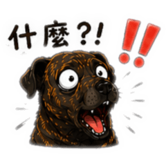虎斑狗&柴犬&小黑狗的日常