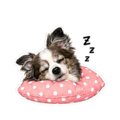口尼吉娃