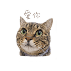 喵咪喵喵咪喵喵喵咪