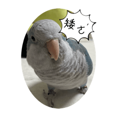 拉拉鳥寶