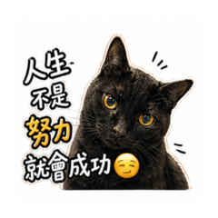 逗比貓