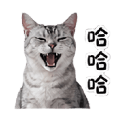雪仔貓貓Snowzaicat