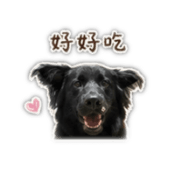 萌狗狗實用貼圖