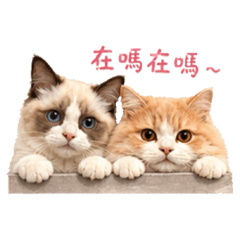 Poki & Oreo （≧∇≦）<3