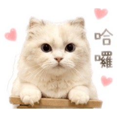 貓貓日常(妮妮）