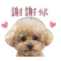 我是17歲の奶奶貴賓「Hiju」