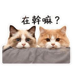 Poki & Oreo （≧∇≦）<3 (2)