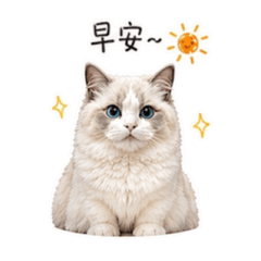 財寶小貓咪