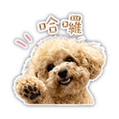 Coco表情包3來了！！！