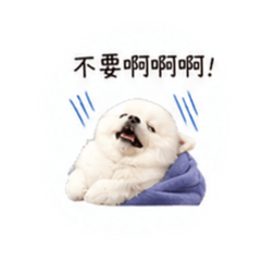 是博美！