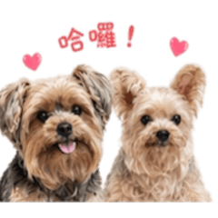 天龍狗娃娃&LuLu
