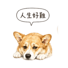 柯基Morning來襲3