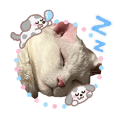 Momoji_20260503200608