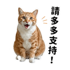 幫助浪浪貓