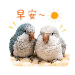 和尚鸚鵡吵吵鬧鬧