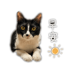賓士大大