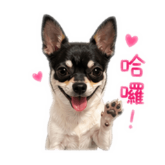 可愛又調皮的泡芙-日常生活篇