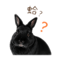 A兔3