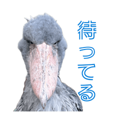 OnlyShoebill
