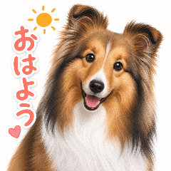Everyday with a Cute Sheltie