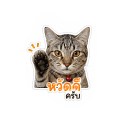 Moji momomo