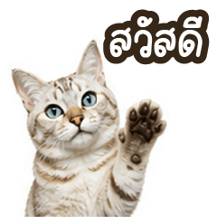 แมวตัวนี้ชื่อเต้าฮวย