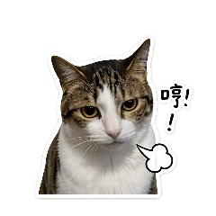 米奇貓日常之一