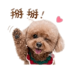 可愛波比日常