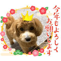 Maron_20260503203109