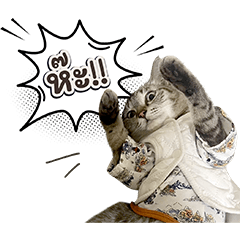 Namo cat