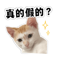 嘻哈嚕在幹嘛